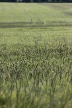 çok güneşli Güney Almanya'da sen kırpma tahıl ve tahıl büyüme yeşil renk ve mavi gökyüzü yukarıda olduğu gibi erken stadyumda bitkilerin görebilir miyim