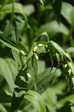 Haziran ayında Güney Almanya çok güneşli bir günde kırsal etrafında otlar ve bitkiler gölgesinden bir manastır bölgesinde Bahçe dolu ağaçları Bkz: