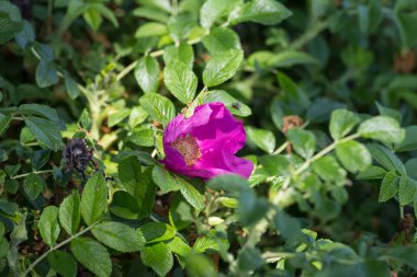 çok güneşli Güney Almanya'da çiçek hibiskus güçlü hafifleyen renk izlenim arılar bal çiçek için besleyici ile görebilirsiniz ve tüm çiçekler güzellik pembe