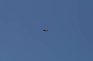 Haziran ayında Güney Almanya çok güneşli bir günde toygar yüksek rütbeli mavi yaz gökyüzünde görmek