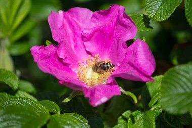 çok güneşli Güney Almanya'da çiçek hibiskus güçlü hafifleyen renk izlenim arılar bal çiçek için besleyici ile görebilirsiniz ve tüm çiçekler güzellik pembe