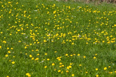 Mevsimlik bahar renklerinin ile çiçek açan bitkiler.