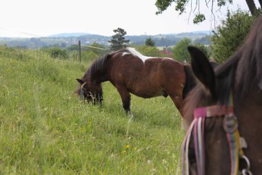 sonu Güney Almanya çok sıcak sıcaklık taze yeşil ot ve horizone, closeup melek manzaralı mavi gökyüzü zevk at izin verebilirim