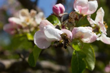elma çiçeği masmavi gökyüzü altında tek bir ağaç üzerinde yağmur sonra güneşli bir benzersiz renkler