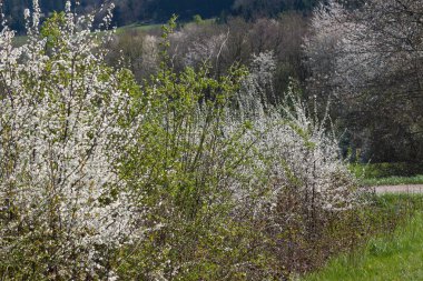 Bahar beyaz çiçek açan elma ağaçlarında.