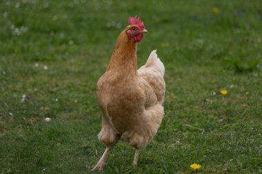 çok şanslı yeşil çim üzerinde tavuk arıyor Doğu Güney Almanya'da