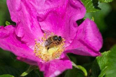 çok güneşli Güney Almanya'da çiçek hibiskus güçlü hafifleyen renk izlenim arılar bal çiçek için besleyici ile görebilirsiniz ve tüm çiçekler güzellik pembe