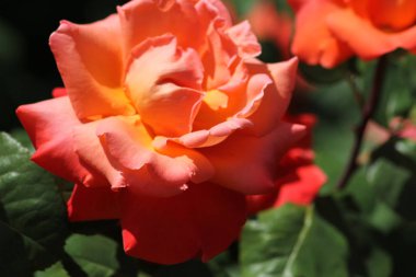 Haziran ayında Güney Almanya çok güneşli bir günde gül pembe, kırmızı, sarı, beyaz ve turuncu gibi birçok renkte görmek