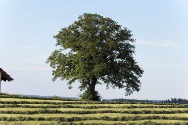 Güney Almanya'nın kırsal kırsal alan manzara yapma yaz saman