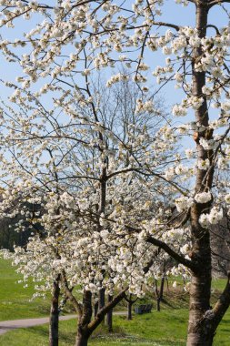 Güney Alman kırsal kesimde taze çiçek açan ağaçlar.