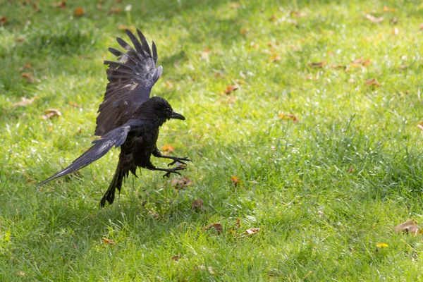 Ein Süddeutscher Park Schwarzer Vogel Genießt Frisches Wasser Vor Regen — Stockfoto