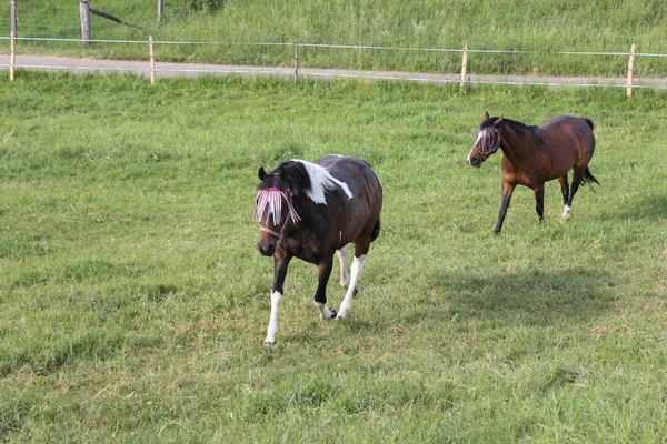 Final Mayo Sur Alemania Temperatura Muy Caliente Dejar Que Caballo —  Fotos de Stock