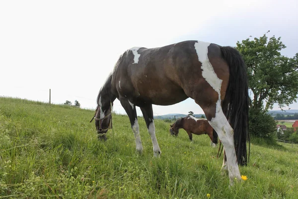 在德国南部非常炎热的温度下 让马享受新鲜的绿草和蓝天 在地平线上有宽阔的天使景观 — 图库照片