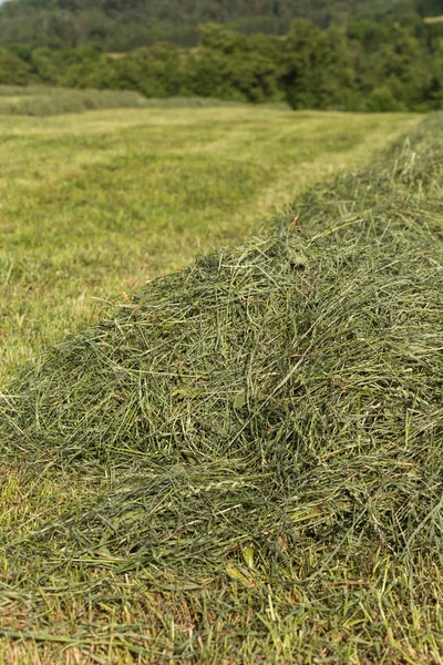 Foin Été Faisant Paysage Champ Dans Campagne Rurale Sud Allemagne — Photo