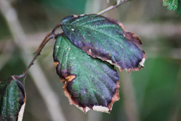 Mistura Cores Verdes Marrons Brilhantes Escuras Maçantes Juntas Uma Parte — Fotografia de Stock