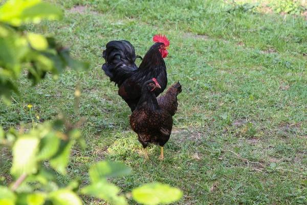 Einem Sonnigen Maitag Süddeutschland Sieht Man Männliche Und Weibliche Hühner — Stockfoto