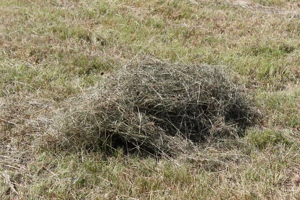 Nagyon Napos Dél Németország Júniusban Látod Széna Haying Eszközök Farmer — Stock Fotó