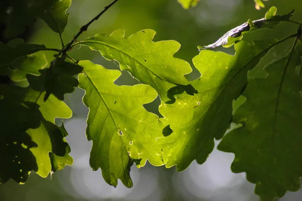 Mixture Bright Dark Dull Green Brown Colors Together Dark Part — Stock Photo, Image