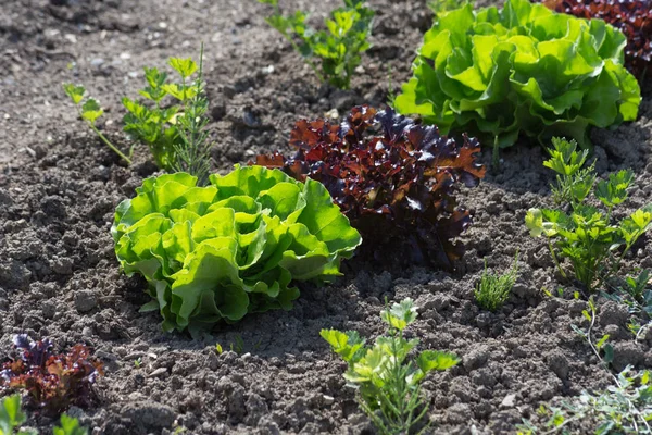 Día Muy Soleado Junio Sur Alemania Ven Verduras Ensaladas Flores — Foto de Stock