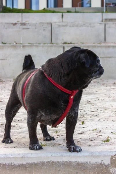 Negro Pug Alemán Trapeadores Llamado Adelheid Jugando Río Playa Sur — Foto de Stock