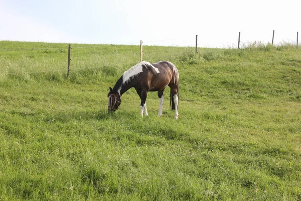 Fine Maggio Germania Meridionale Temperatura Molto Calda Lasciare Che Cavallo — Foto Stock