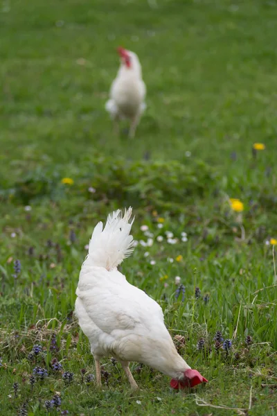 Nagyon Szerencsés Látszó Csirke Zöld Pázsiton Kelet Dél Németországban — Stock Fotó