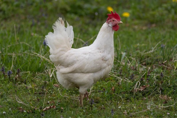 Курица Пасущаяся Зеленой Лужайке Юге Германии — стоковое фото