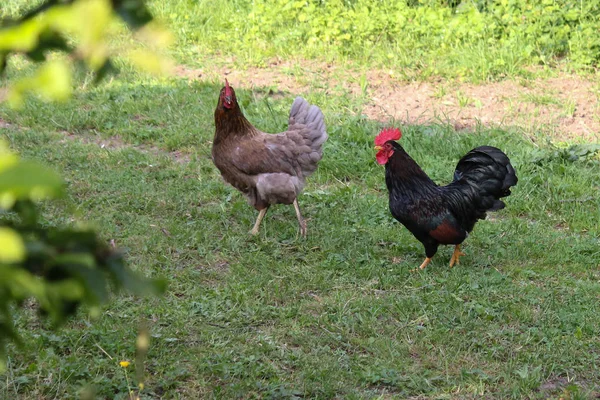 Bardzo Słoneczny Dzień Może Południowych Niemczech Widzisz Kurcząt Płci Męskiej — Zdjęcie stockowe