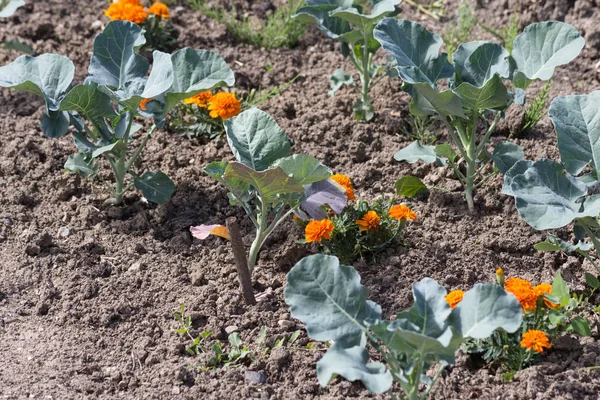 南ドイツで 月に非常に晴れた日に野菜サラダと田舎で屋外地球上の花が表示します — ストック写真