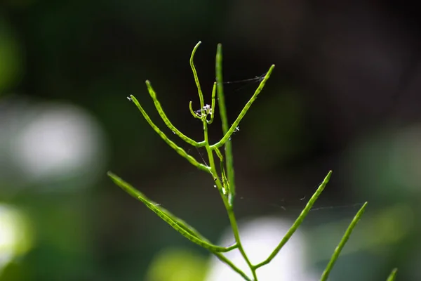 暗いまたは鈍いに明るい緑と茶色の混合物の色一緒に南ドイツの夏の森の暗い部分 — ストック写真