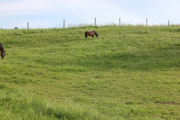 Final Maio Sul Alemanha Temperatura Muito Quente Deixe Cavalo Desfrutar — Fotografia de Stock