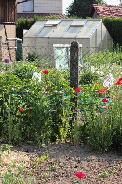 в очень солнечный день в июне в южной Германии вы увидите детали и цвета ягод и салата, зелени и заборов и частей, необходимых для садоводства
