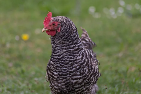 Pollo Aspecto Muy Afortunado Césped Verde Este Sur Alemania —  Fotos de Stock