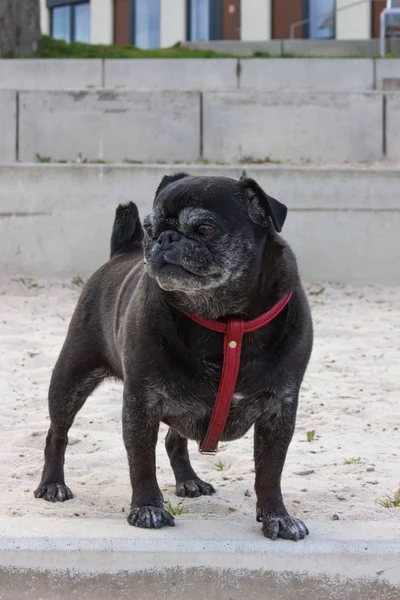 Zwarte Mopshond Duits Wipes Benoemde Adelheid Spelen Het Strand Van — Stockfoto