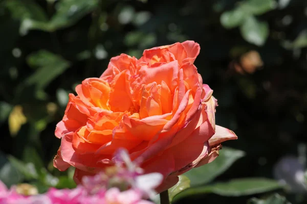 Velmi Slunečného Dne Červnu Jižním Německu Vidíte Růže Mnoha Barev — Stock fotografie