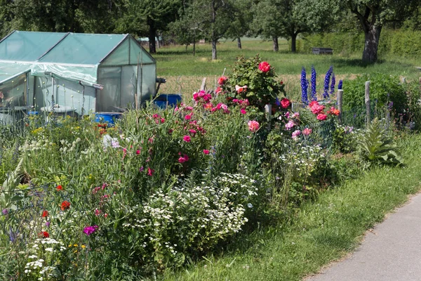 在一个非常阳光明媚的一天 在6月在德国南部 你看到的细节和颜色的山寨乡村花卉花园安比恩特的农舍与伟大的橙色红色和粉红色和蓝色的颜色 — 图库照片
