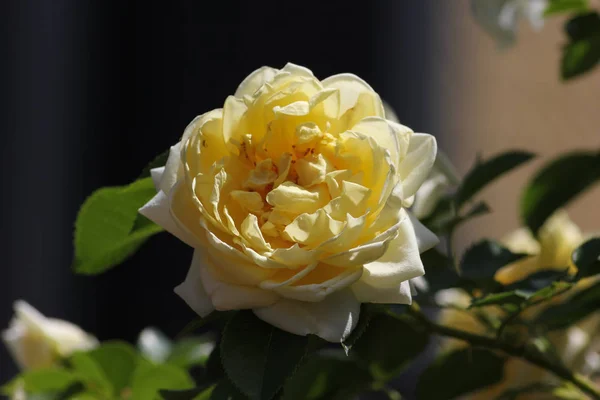Día Muy Soleado Junio Sur Alemania Ven Rosas Muchos Colores — Foto de Stock