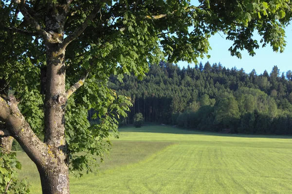 在一个非常阳光明媚的日子结束可能在德国南部清澈的蓝天和新的草和树叶的树木出现非常明亮和丰富多彩 — 图库照片