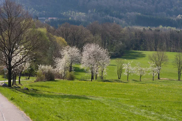德国南部乡村清新盛开的树木 — 图库照片
