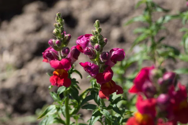 Very Sunny Day June South Germany You See Details Colors — Stock Photo, Image