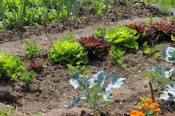 月に南ドイツの非常に晴れた日に サラダと田舎で屋外茶色の地球上の花のような緑の植物を参照してください — ストック写真