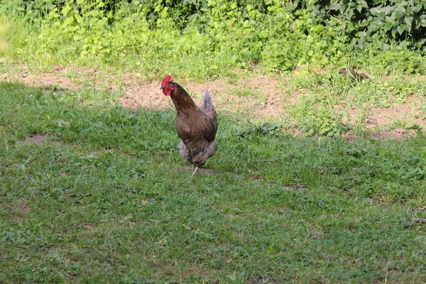Çok Güneşli Güney Almanya Sen Tavuk Erkek Dişi Yeşil Çalılar — Stok fotoğraf