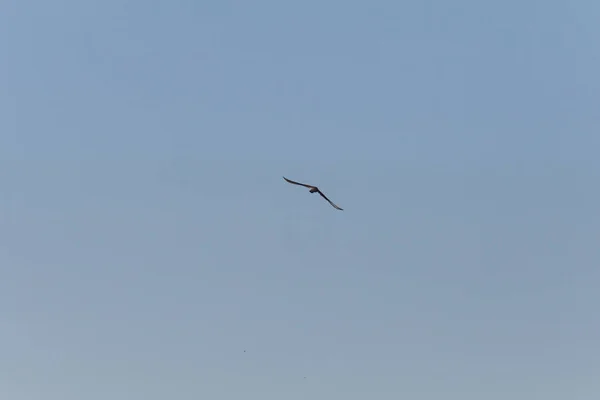 Bird Prey Flying High Deep Blue Sky South Germany Rural — Stock Photo, Image