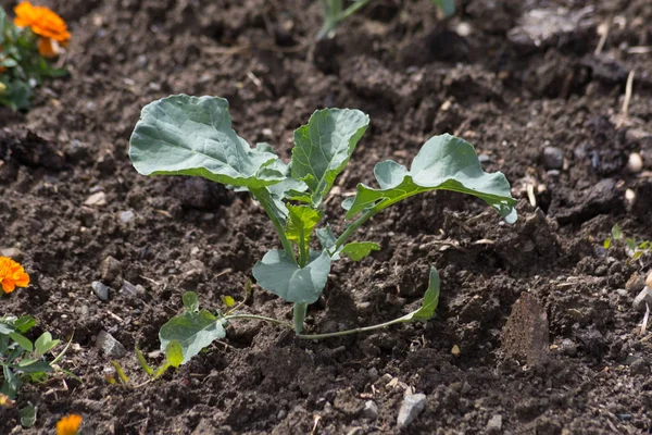 Día Muy Soleado Junio Sur Alemania Ven Detalles Colores Verduras — Foto de Stock