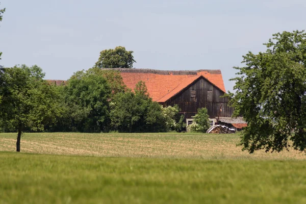 Einem Sehr Sonnigen Maitag Süddeutschland Sieht Man Pflanzen Von Getreide — Stockfoto