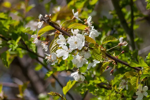 Белые Цветущие Яблони Весной — стоковое фото