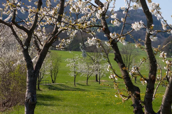 Fresh Blooming Trees Southern German Countryside — Stock Photo, Image