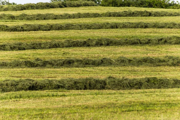 Summer Hay Making Field Landscape Rural Countryside South Germany — Stock Photo, Image