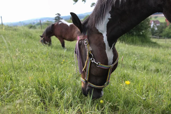 末南ドイツの非常に熱い温度のことができる馬の新鮮な緑の芝生と青空 Horizone でクローズ アップ エンジェル ビューをお楽しみいただけます — ストック写真