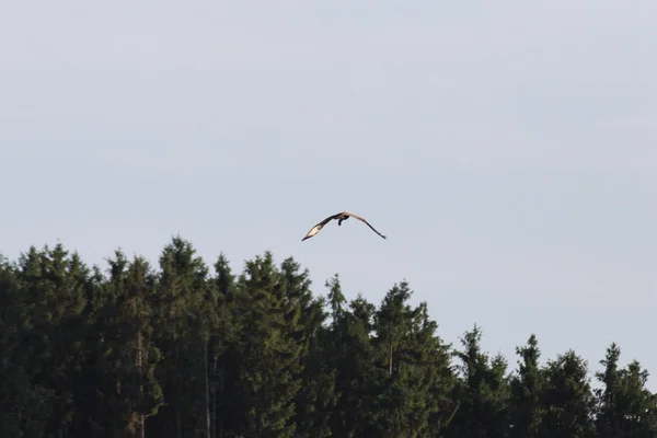 Einem Sonnigen Juniabend Süddeutschland Sieht Man Eine Bussard Auf Einem — Stockfoto